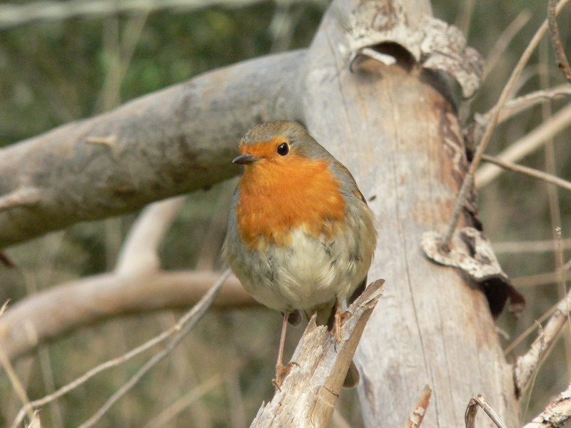 Pettirosso - Erithacus rubecula